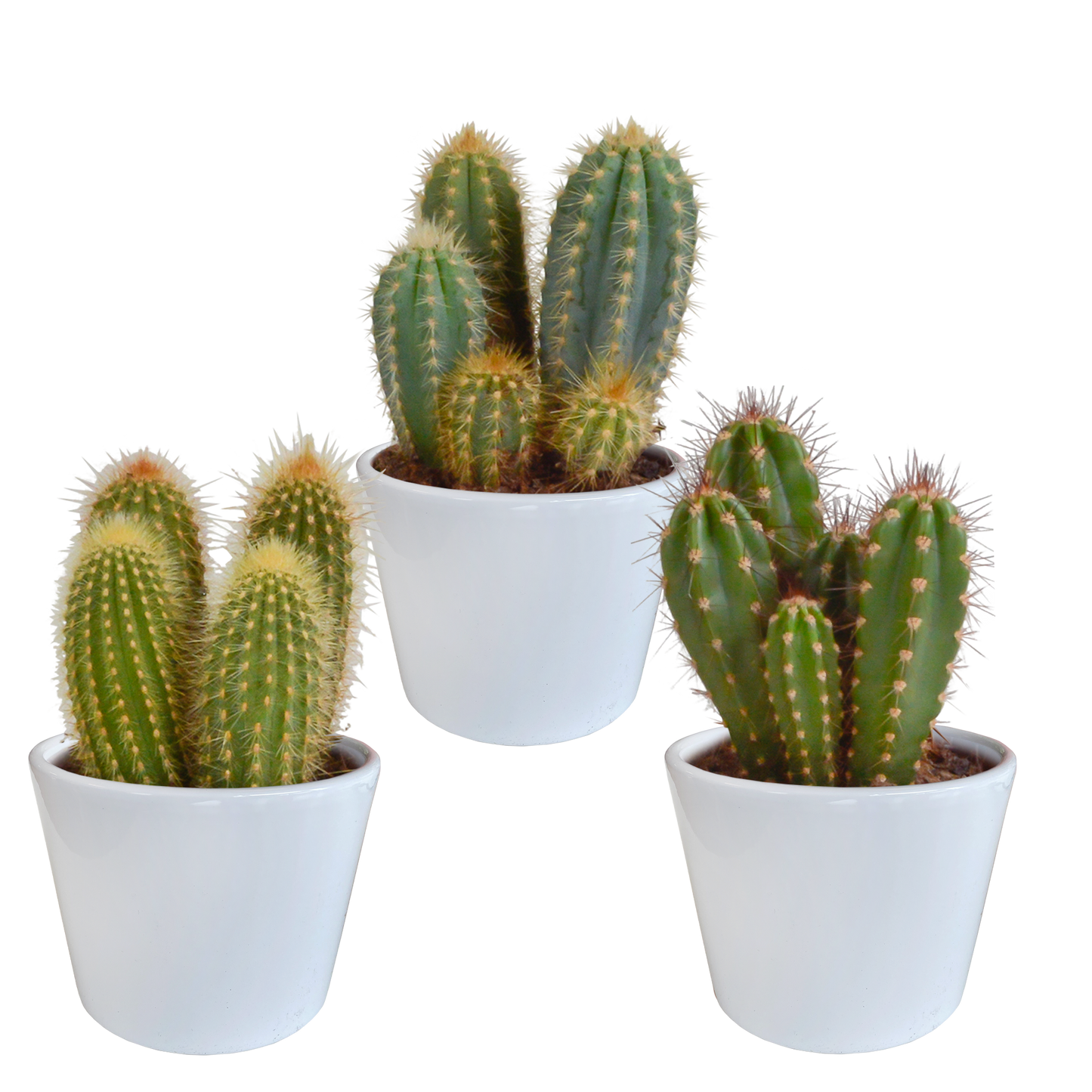 Cereus-Mischung 10,5 cm - 3x - in witte pot - Pflanzfix24.de - Pflanzfix24.de