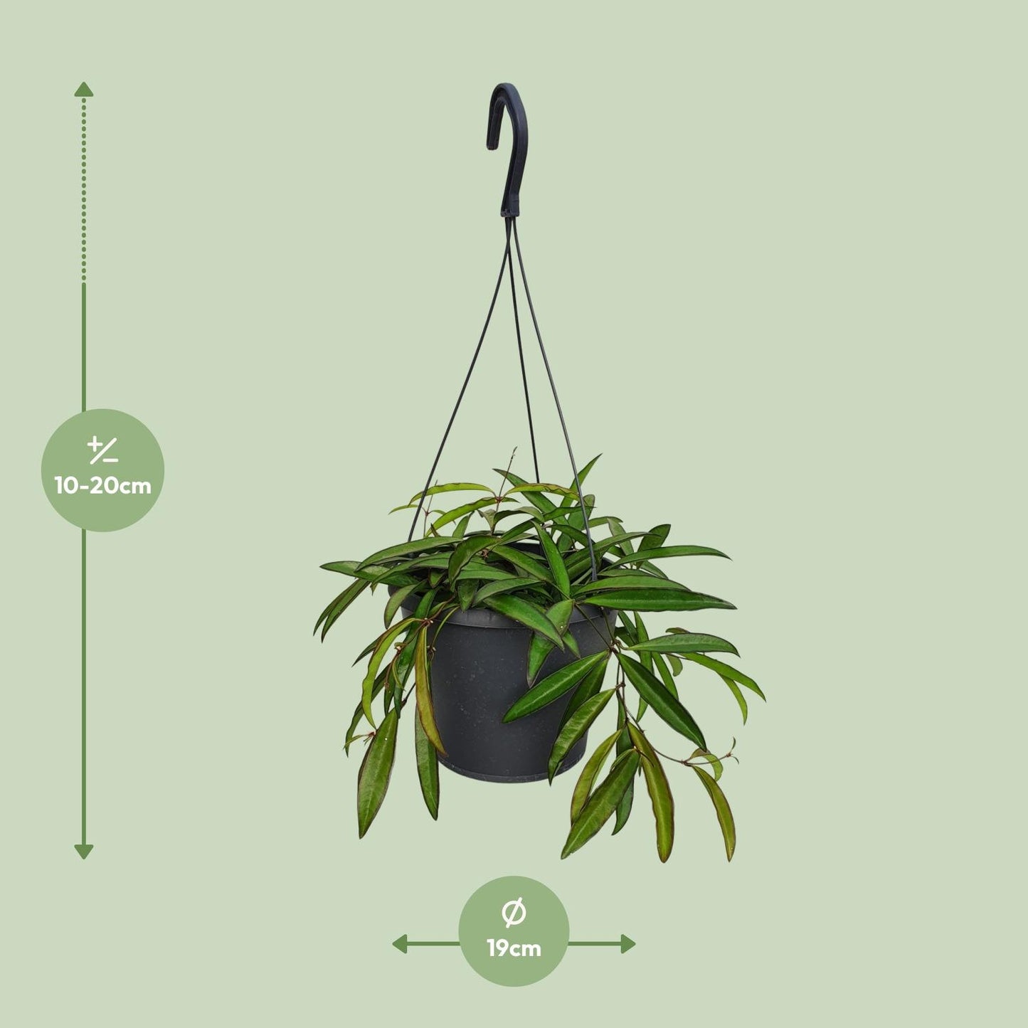 Hoya Bella - Ø19cm - ↕20cm - Pflanzfix24