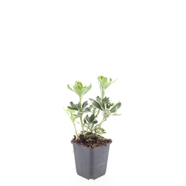 24x Pachysandra terminalis 'Variegata' - ↕10-25cm - Ø9cm - Pflanzfix24