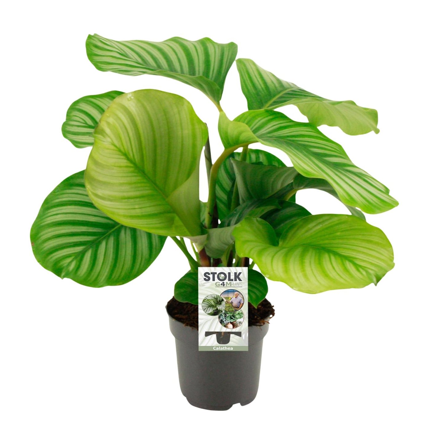 Calathea Orbifolia - Ø50cm - ↕14cm bei Pflanzfix24.de - Pflanzfix24.de