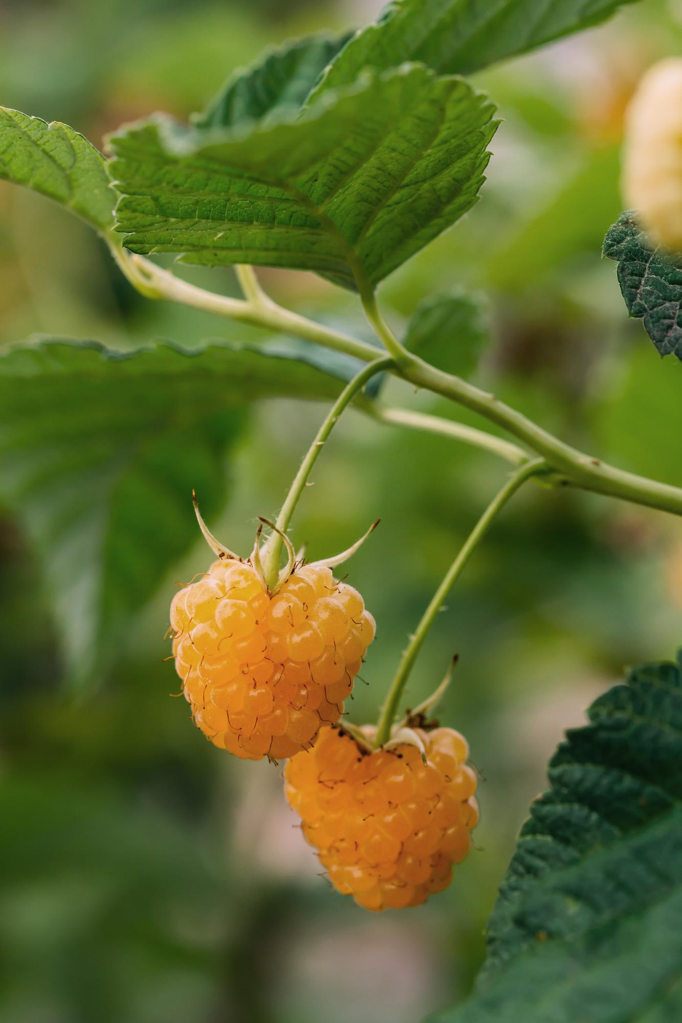 4x - Rubus 'Autumn' - ↨45cm - Ø13 - Pflanzfix24