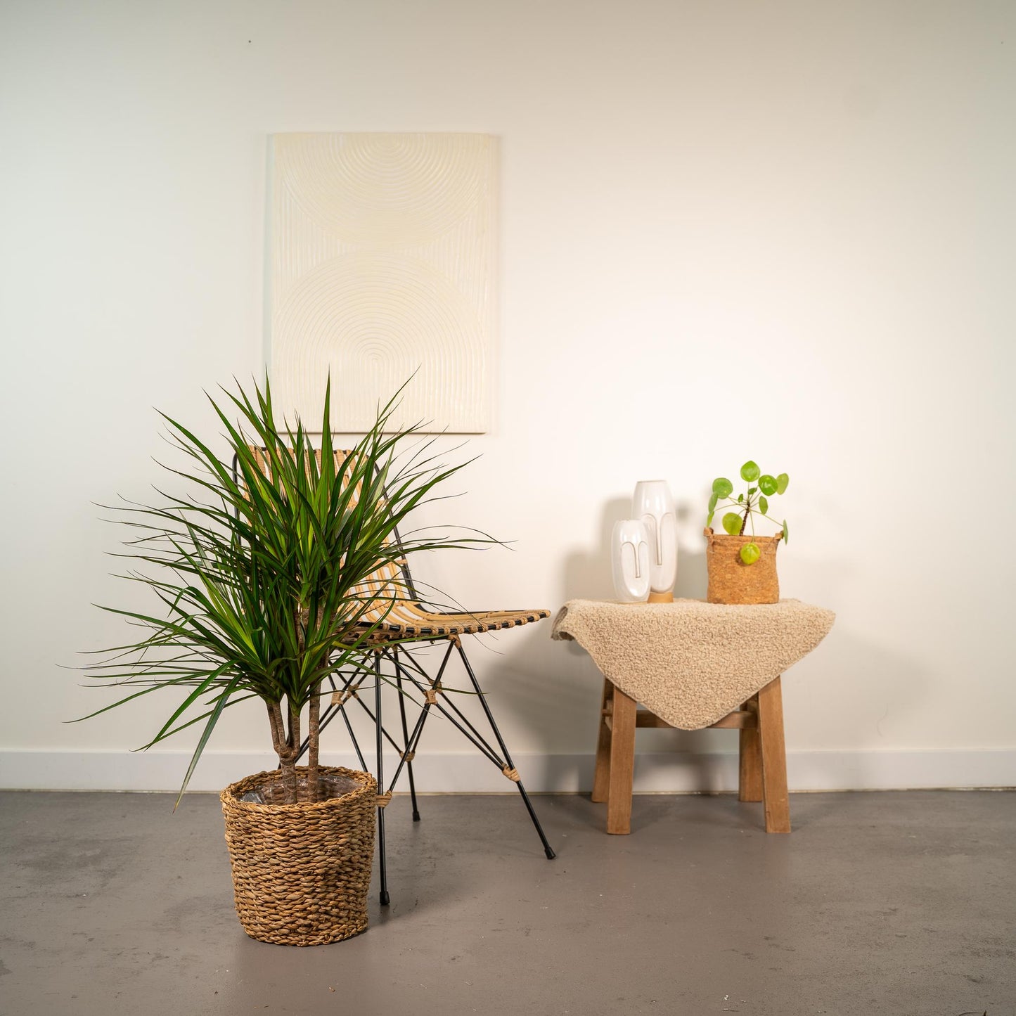 Dracaena Marginata - Ø17cm - ↕90cm bei Pflanzfix24.de - Pflanzfix24.de