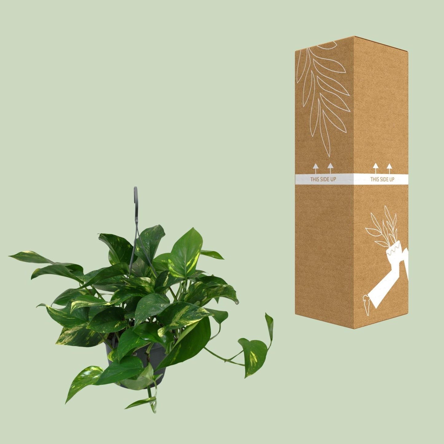Scindapsus Epipremnum 45cm – Ø15cm Topf – Pflanzfix24.de - Pflanzfix24.de