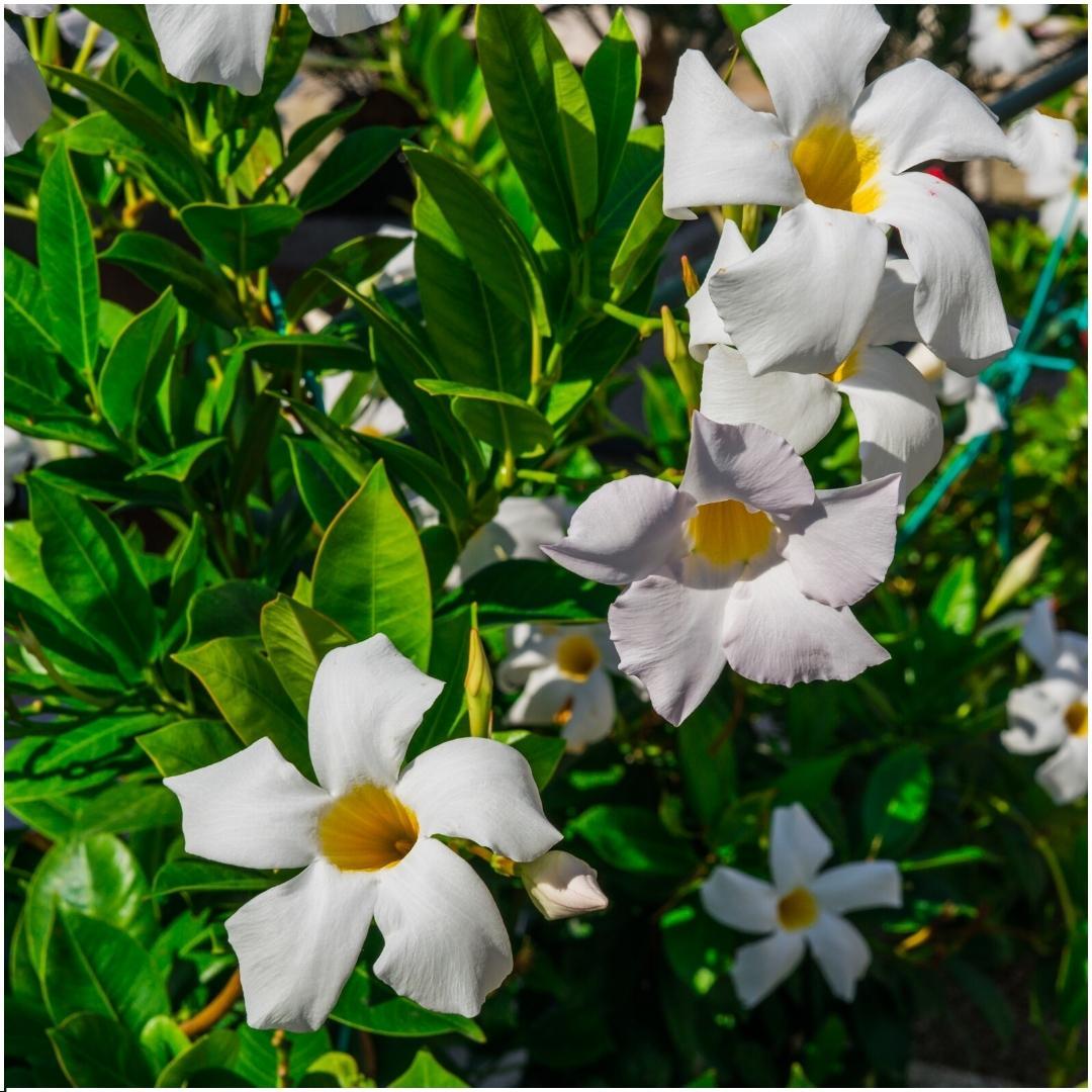 6 x Dipladenia white - Mandevilla white Ø12 cm - ↕25 cm bei Pflanzfix24