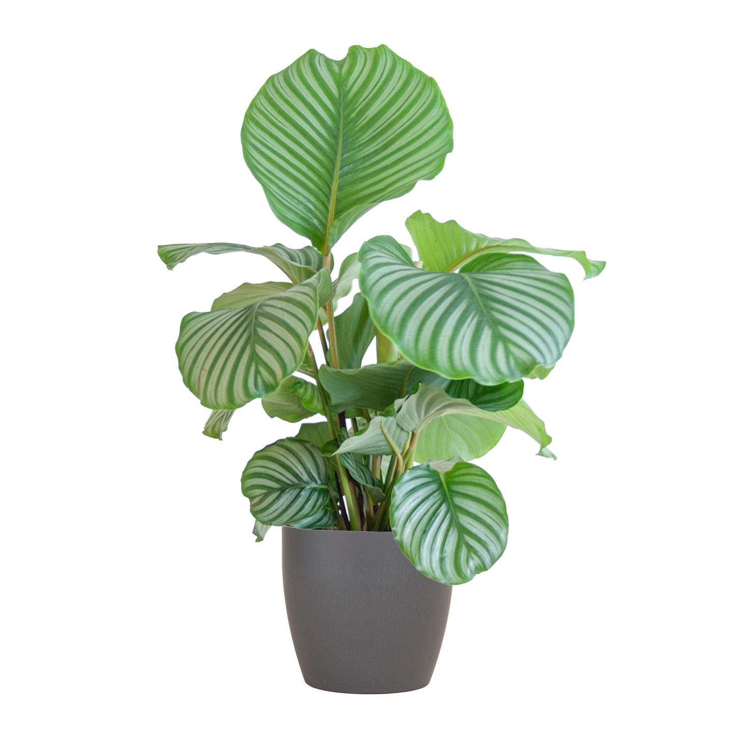 Calathea Orbifolia mit Viber grau - 65cm - Ø21 - Pflanzfix24.de - Pflanzfix24.de