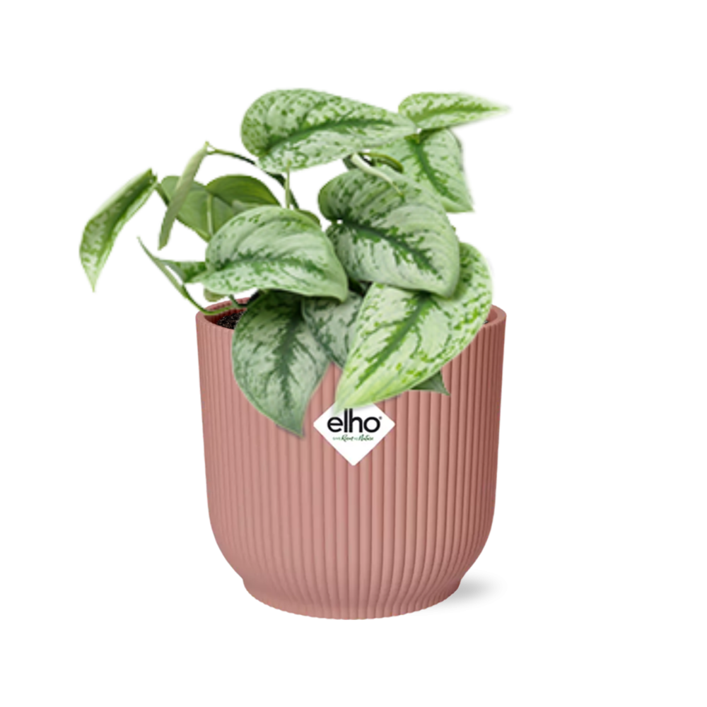 Scindapsus Pictus Trebie 14 cm ELHO Vibes roze | Pflanzfix24