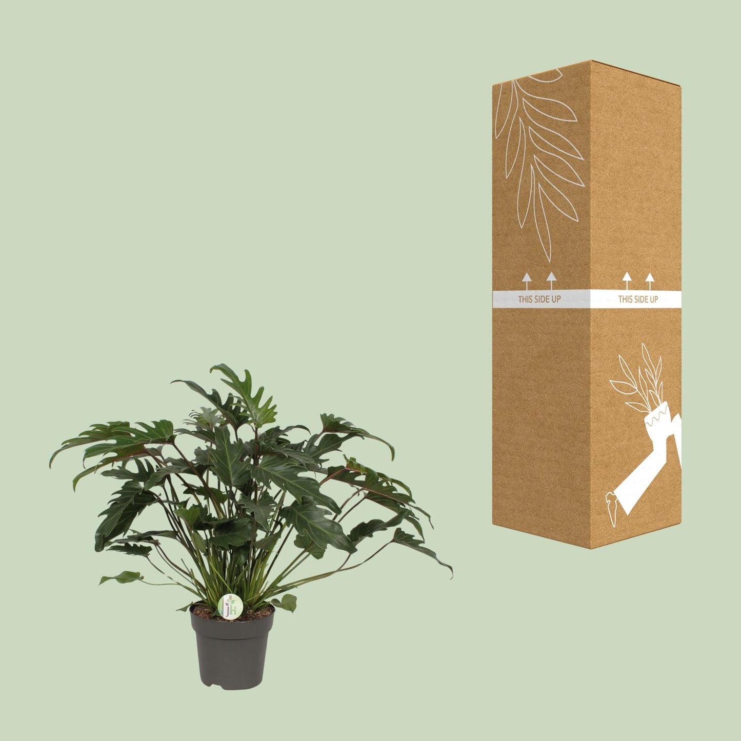 Philodendron Xanadu Ø21cm – Üppige Zimmerpflanze | Pflanzfix24.de - Pflanzfix24.de