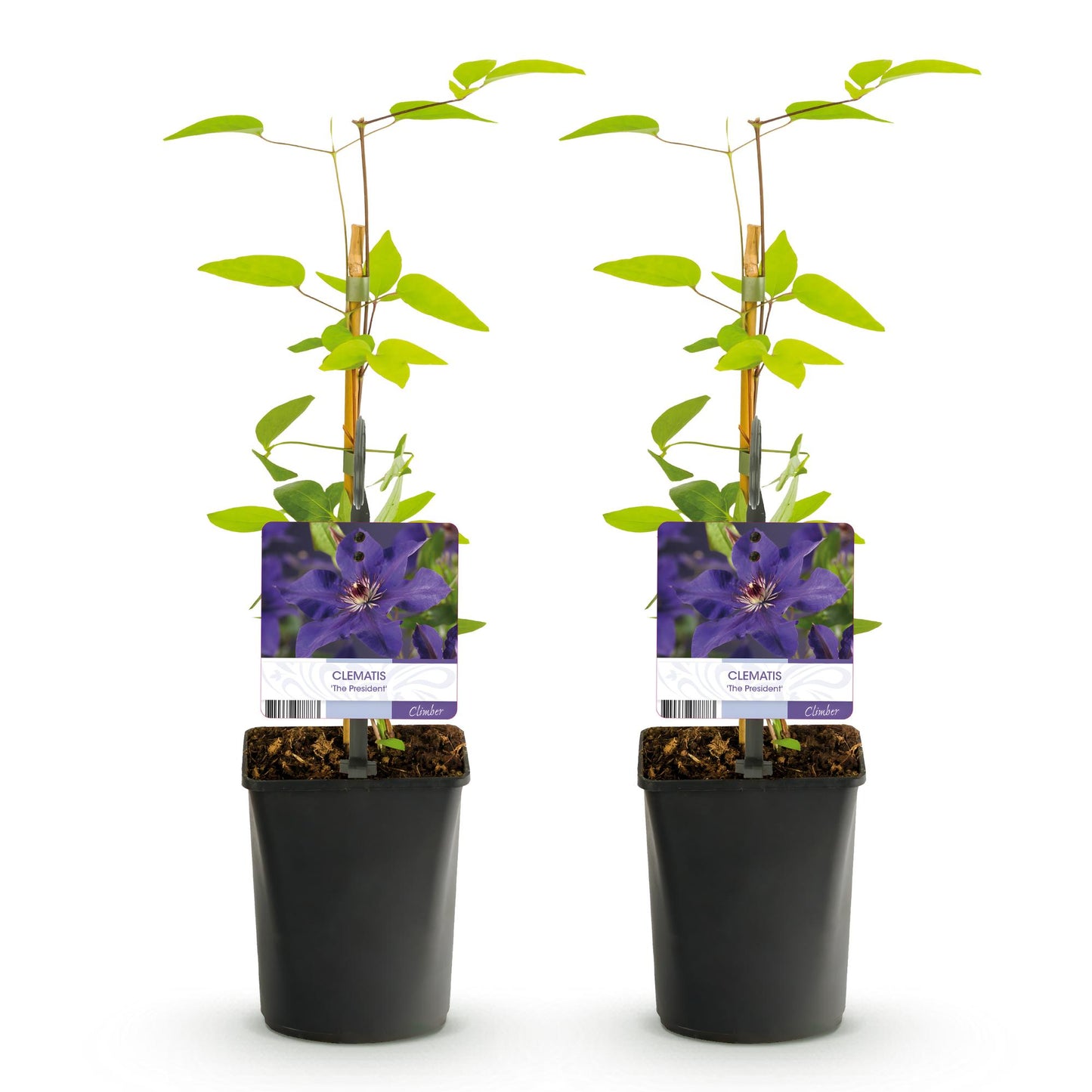 GreenboutiQ - Clematis The President - 2 Pflanzen - Pflanzfix24.de - Pflanzfix24.de