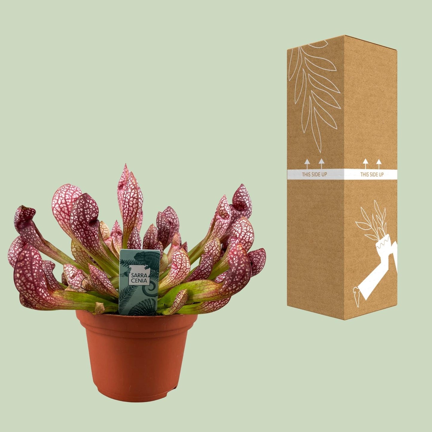 Sarracenia Scarlet Belle Fleischfressende Pflanze - Pflanzfix24