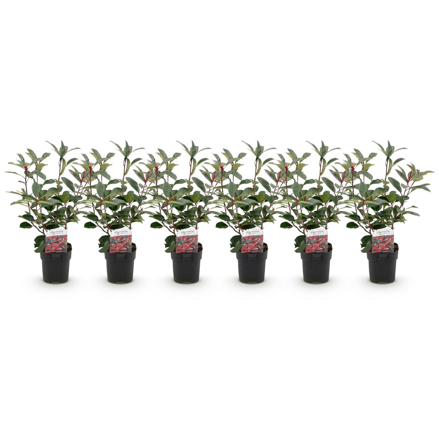 Photinia Red Robin – 6er-Set für 1 m Hecke – Immergrün, rotgrün, 50 cm – Pflanzfix24.de - Pflanzfix24.de