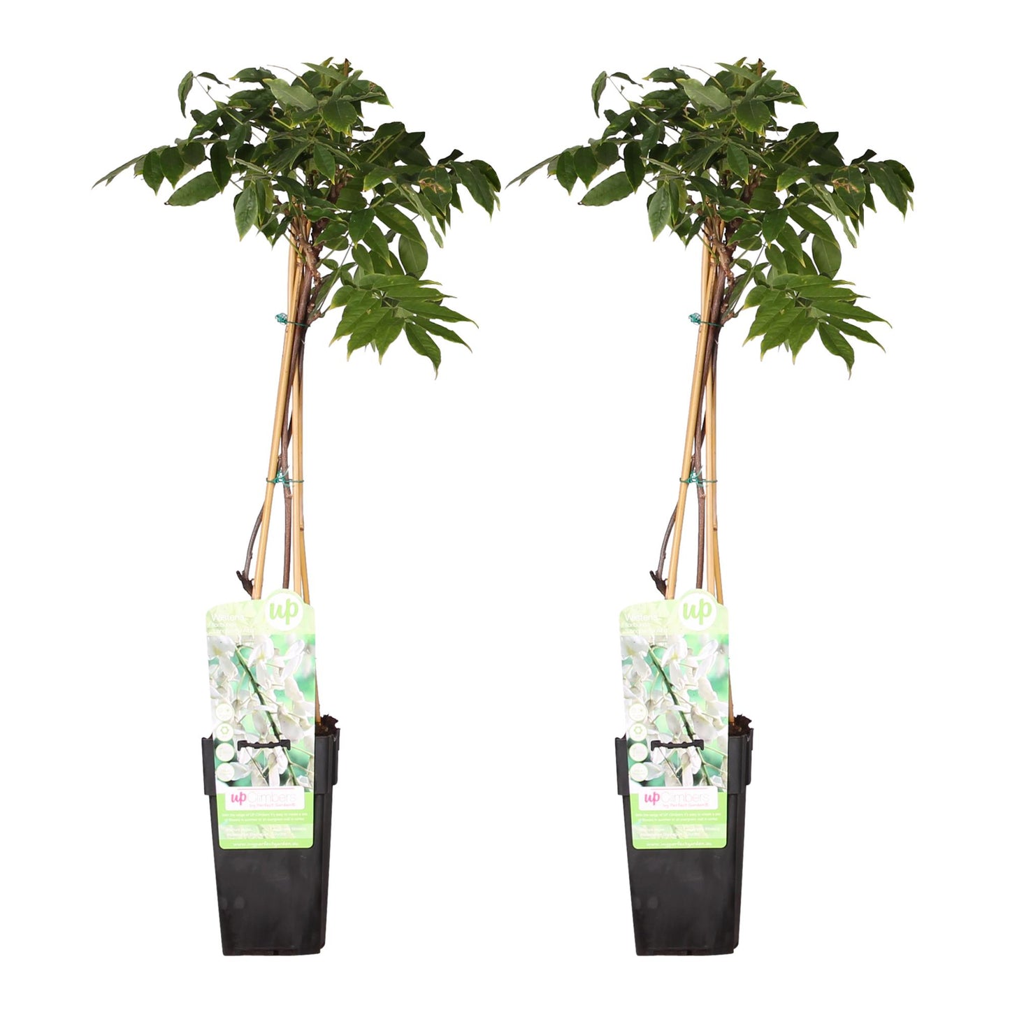 2x Wisteria floribunda 'Longissima Alba' - 65cm - Ø15 - Pflanzfix24.de - Pflanzfix24.de