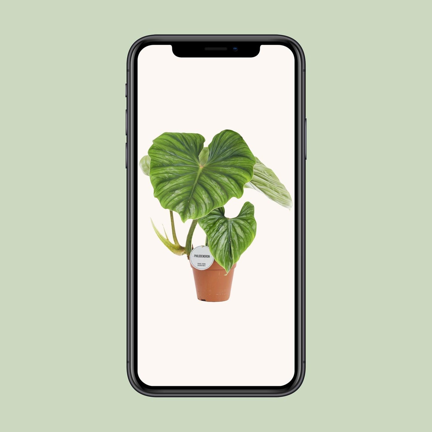Philodendron Plowmanii Ø15cm, 50cm hoch – Zimmerpflanze | Pflanzfix24