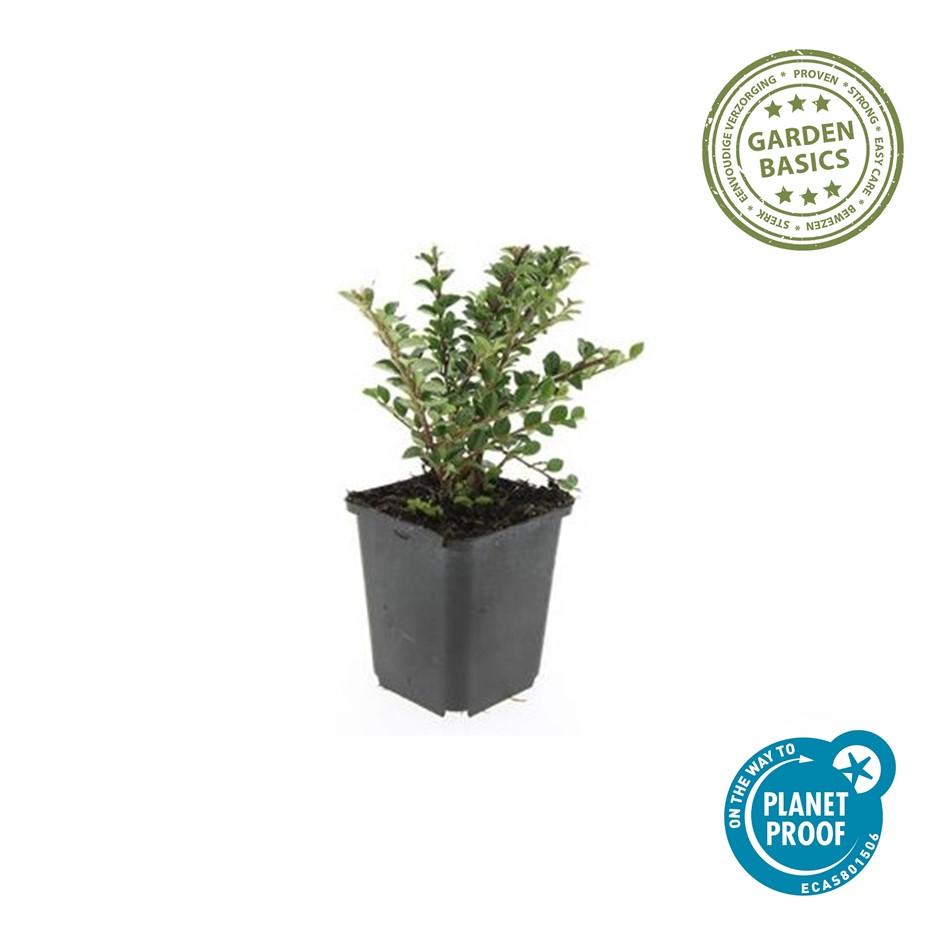 20x Cotoneaster horizontalis - ↕10-25cm - Ø9cm - Pflanzfix24