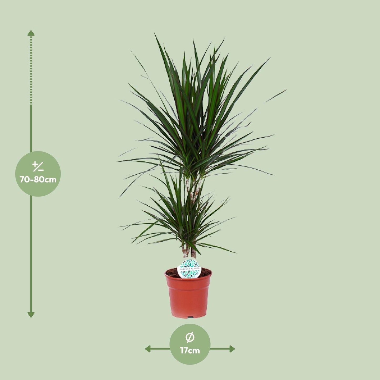 Dracaena Marginata - Ø17cm - pflanzfix24