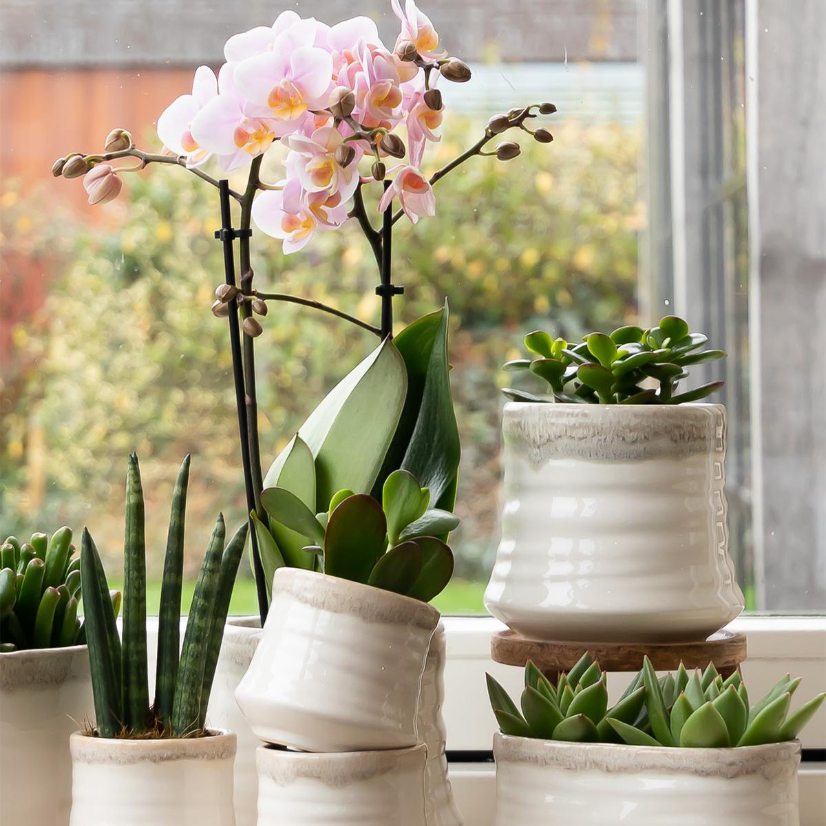 Kolibri Greens | Groene Pflanze - Sukkulente Crassula Minor - Blumenerde Ø6cm - Pflanzfix24