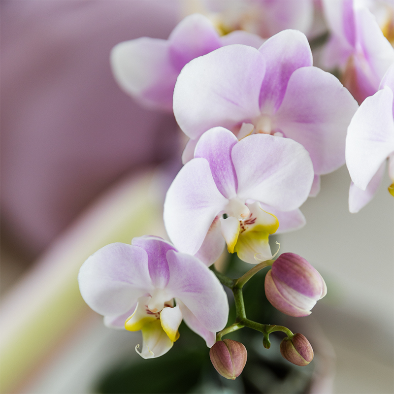Kolibri Orchids Kombi-Angebot - Portugal - pflanzfix24
