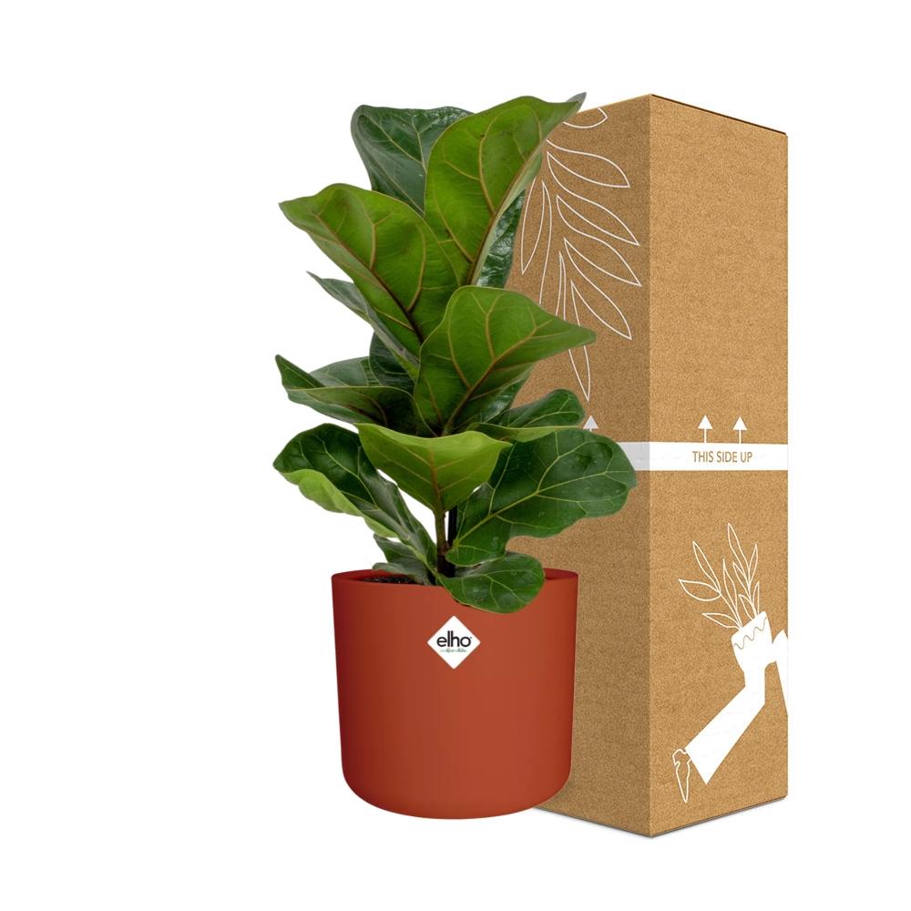 Ficus Lyrata 'Bambino' in ELHO b.for soft rond 14cm brique - Pflanzfix24
