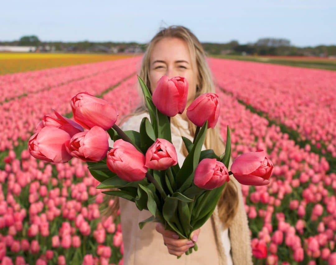 Flowerbulbs Amsterdam - Pink Impression - 15 Blumenzwiebeln - Größe 12+ - Pflanzfix24