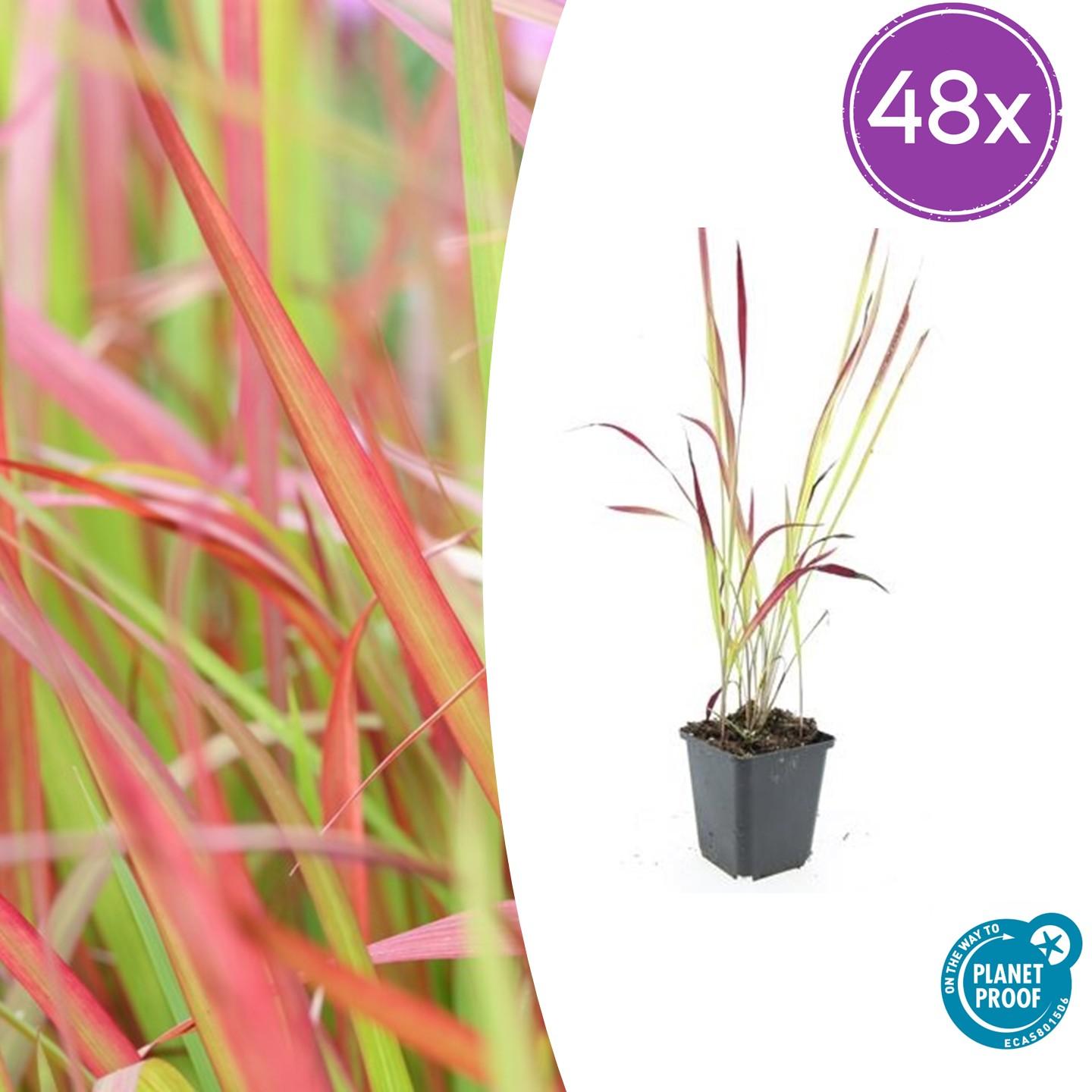 48x Imperata cylindrica 'Red Baron' - ↕10-25cm - Ø9cm - Pflanzfix24