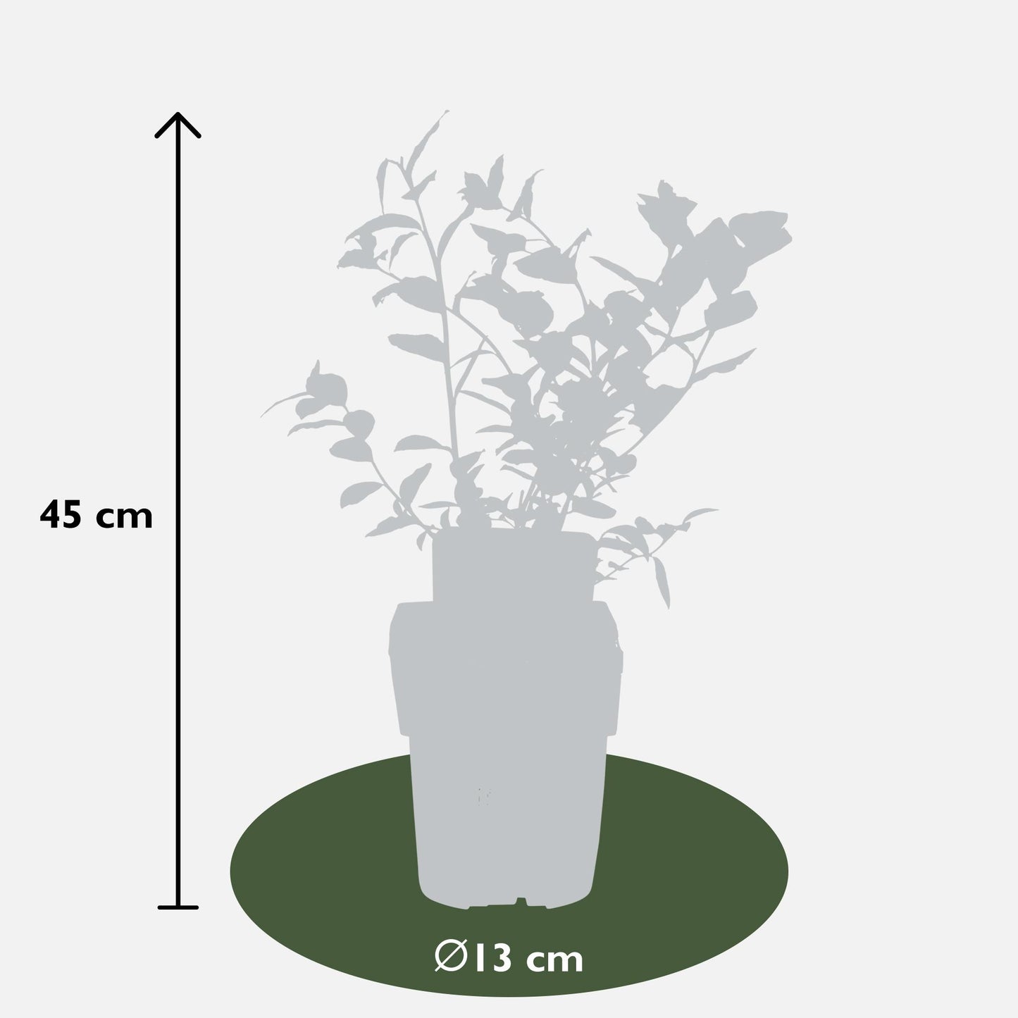 5x - Vaccinium corymbosum 'Reka' - ↨45cm - Ø13 - Pflanzfix24