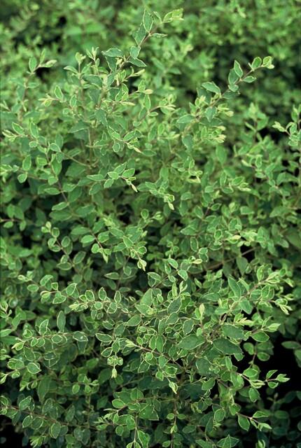 20x Symphoricarpos ch. 'Hancock' - pflanzfix24