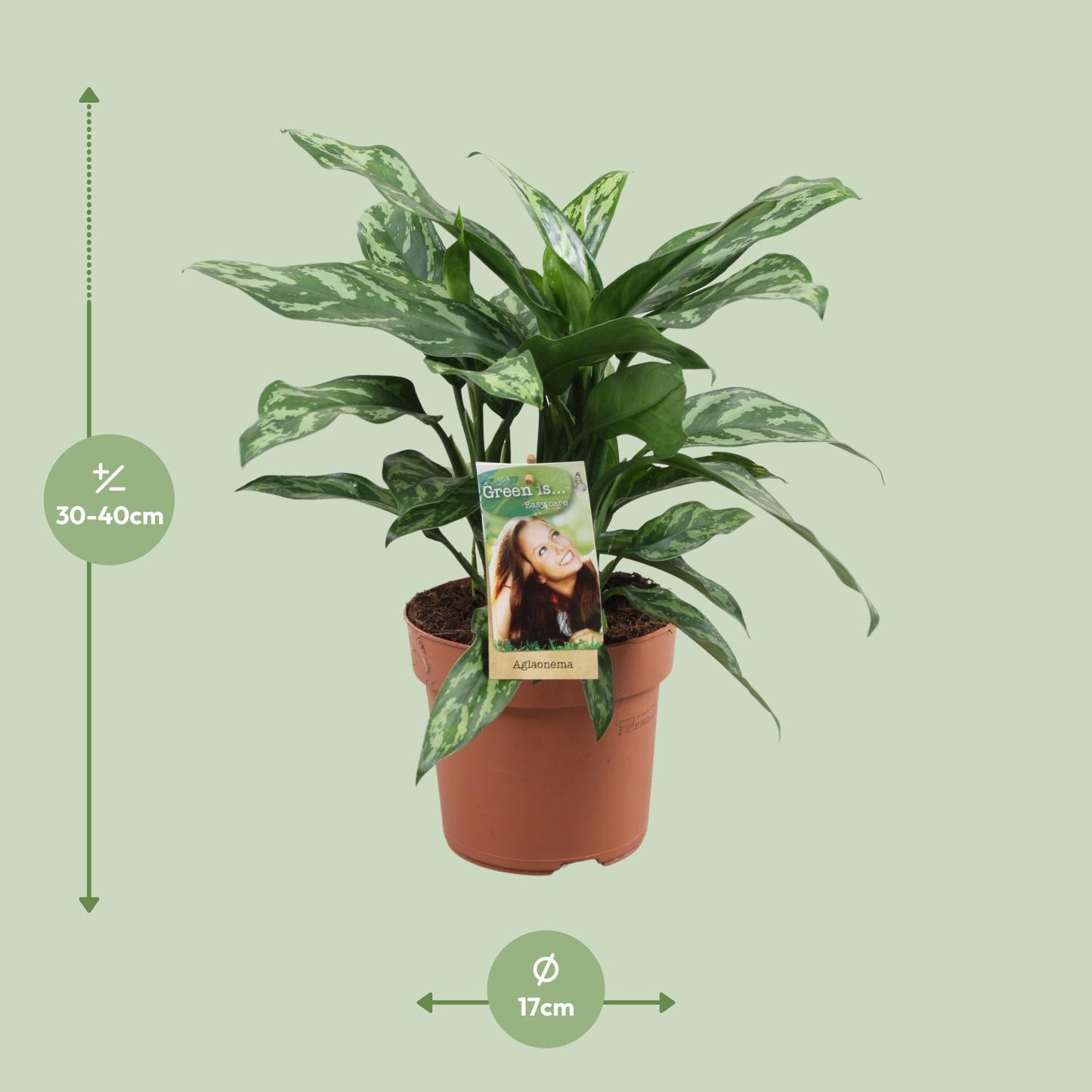 Aglaonema Maria - Ø17cm - ↕40cm - Pflanzfix24