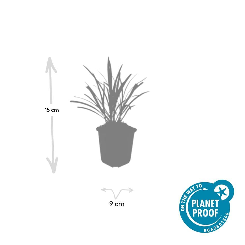 12x Liriope muscari 'Ingwersen' Bodendecker 10-25cm – Pflanzfix24.de - Pflanzfix24.de