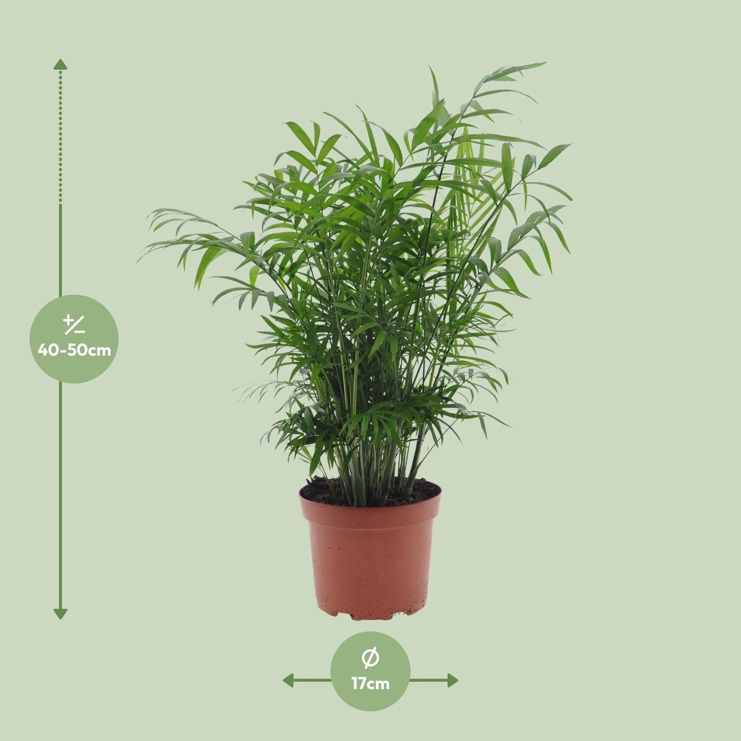 Chamaedorea Elegans - Ø17cm - ↕50cm - Pflanzfix24.de - Pflanzfix24.de