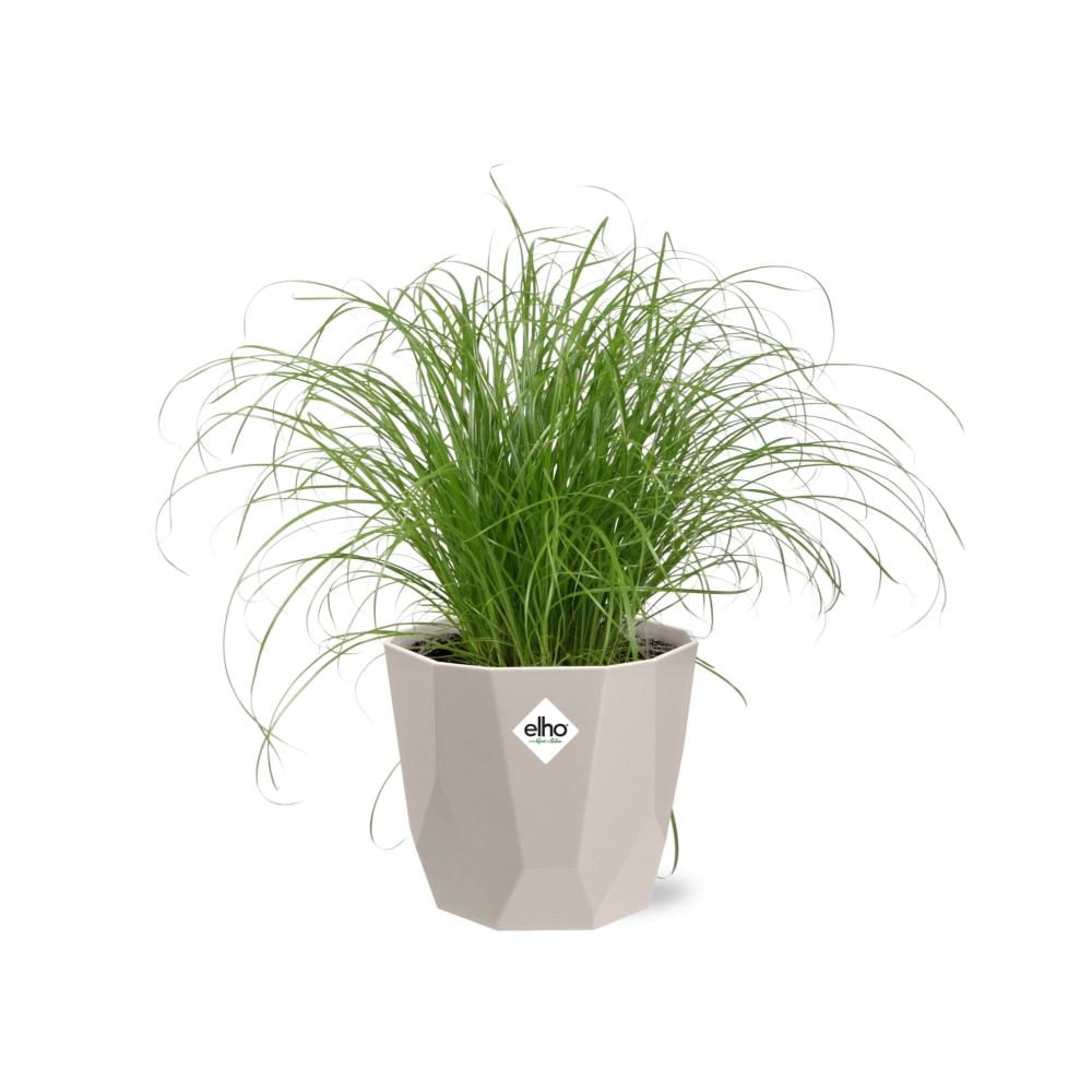 Cyperus Alternifolius Zumula Zonder Etiket in ELHO b.for rock 14 cm warm grey - Pflanzfix24