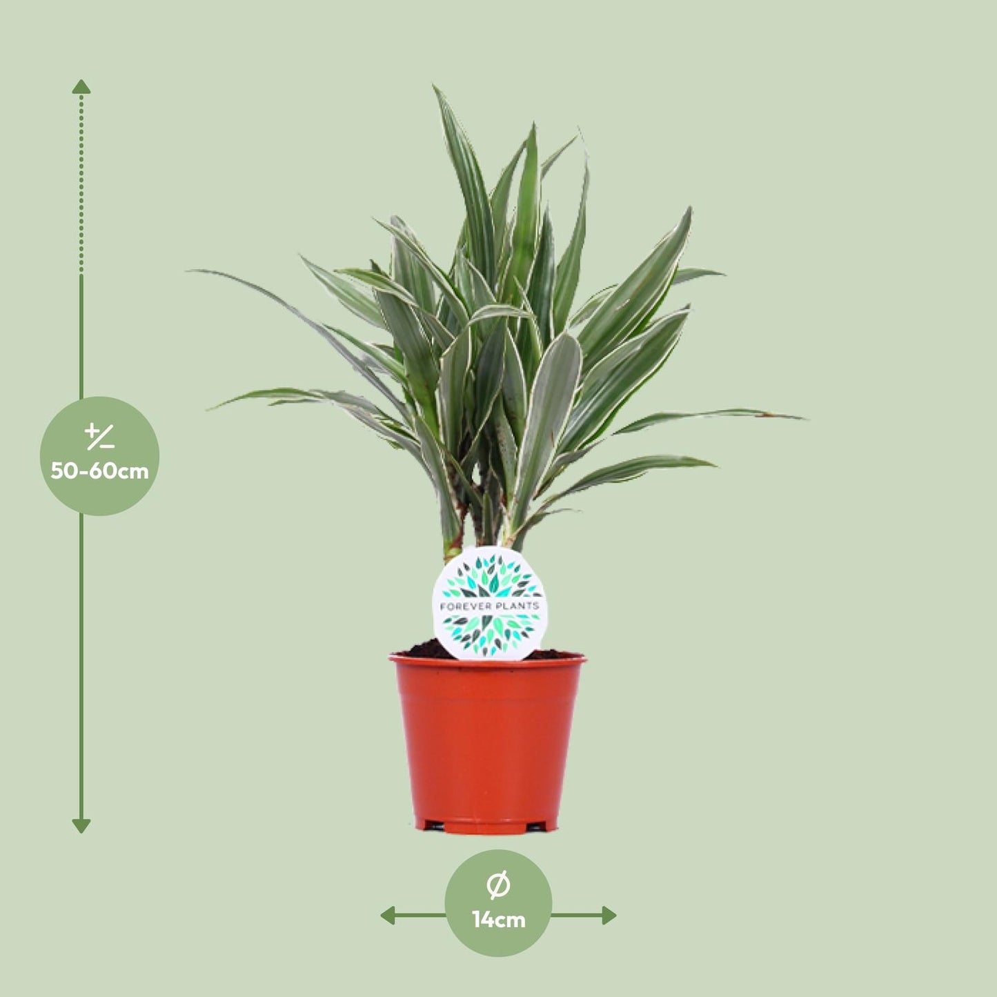Dracaena Warneckei - Ø14cm - ↕55cm - Pflanzfix24