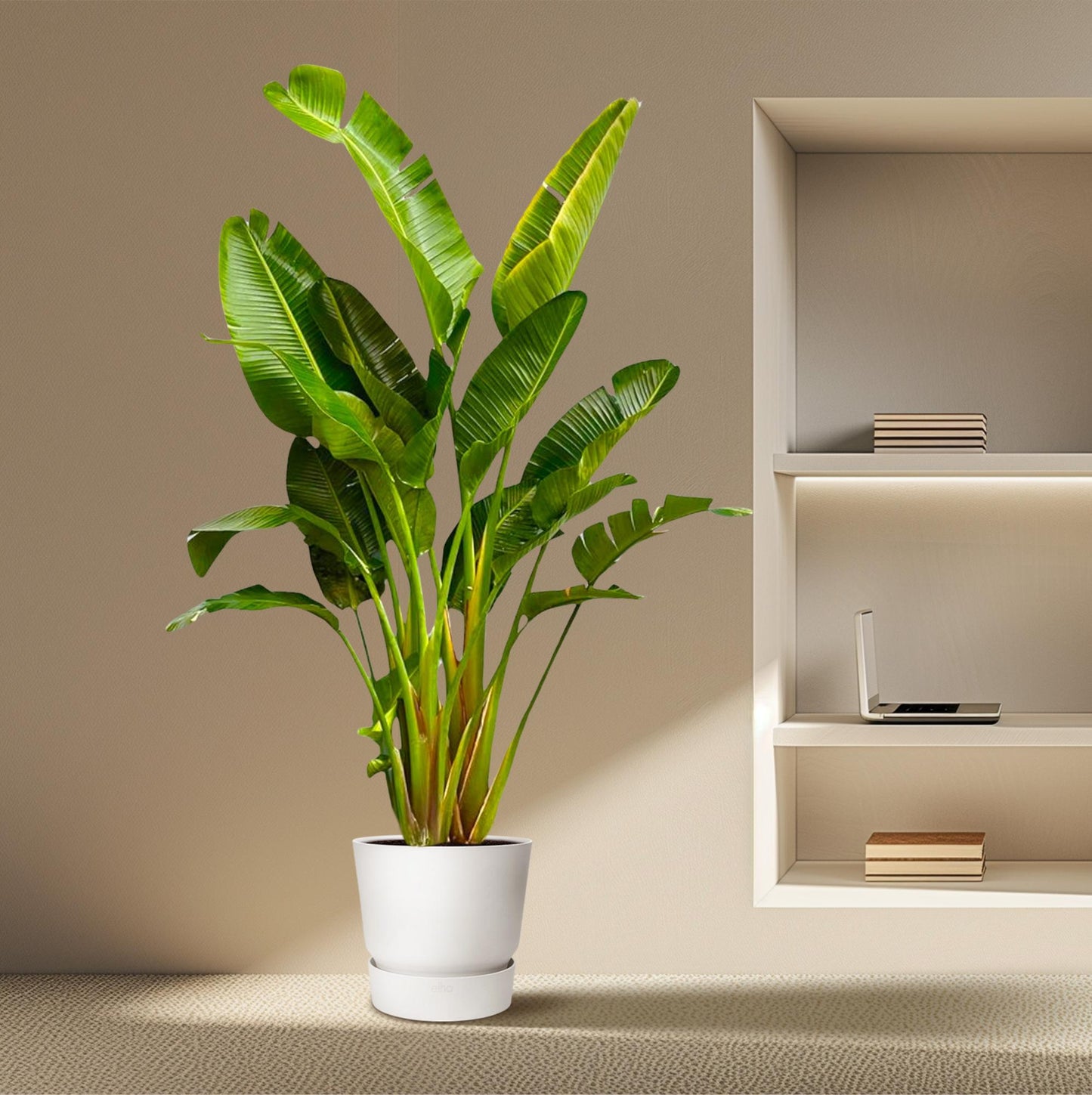Strelitzia Augusta multi stam XXL 250 cm Ø30-40 – Weiße Paradiesvogel Pflanze | Pflanzfix24