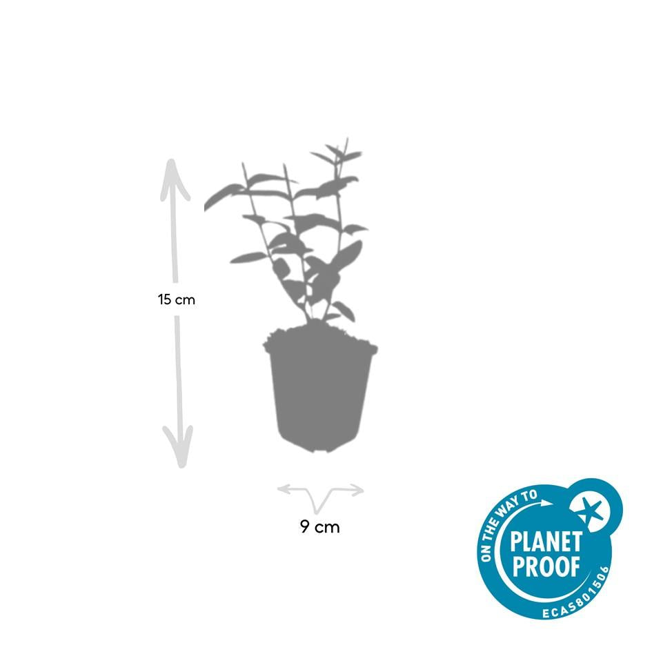 12x Hypericum inodorum 'Rheingold' – Goldblatt-Strauch – Pflanzfix24.de - Pflanzfix24.de