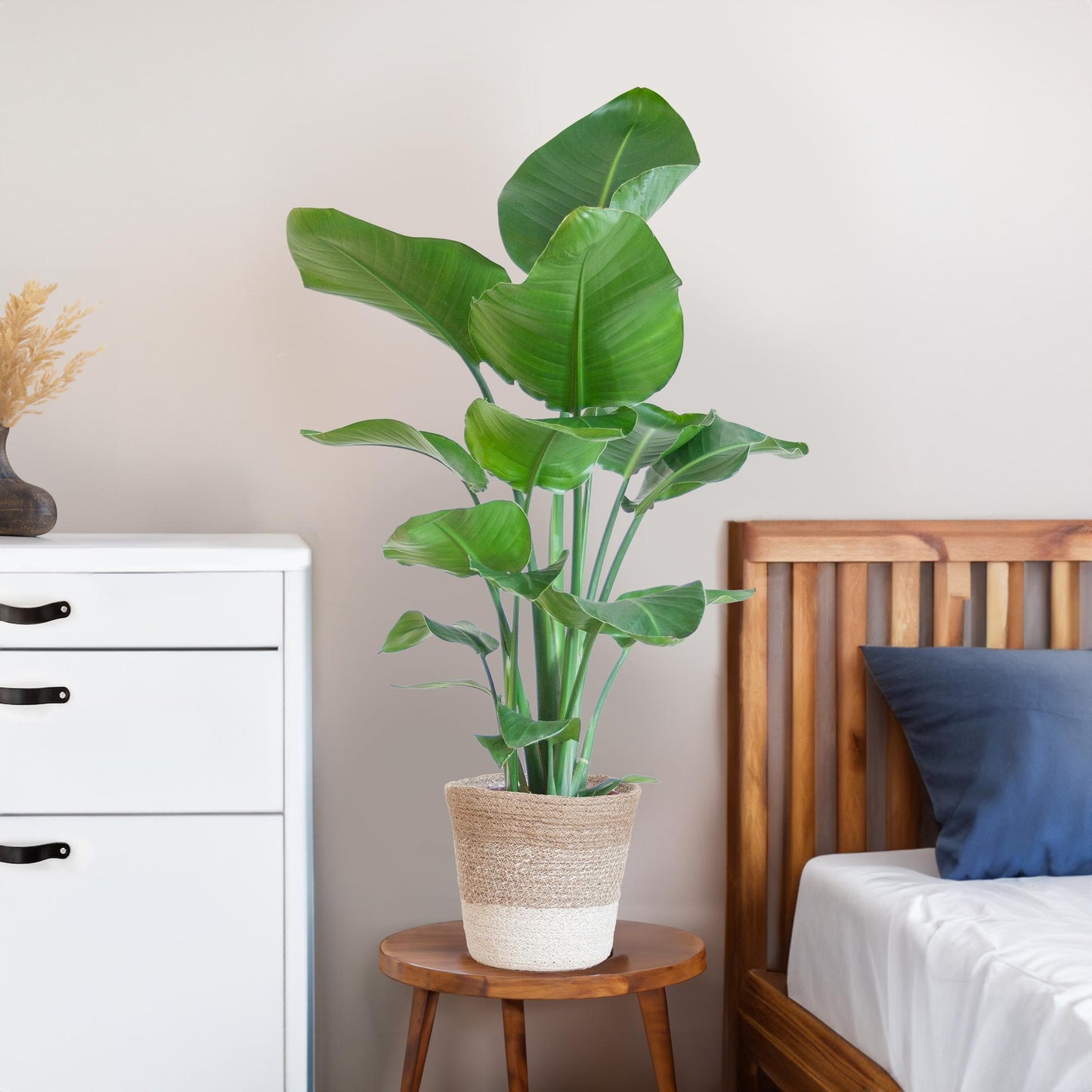 Strelitzia Nicolai 80 cm Ø19 mit Lissabon Korb weiß | Pflanzfix24.de - Pflanzfix24.de