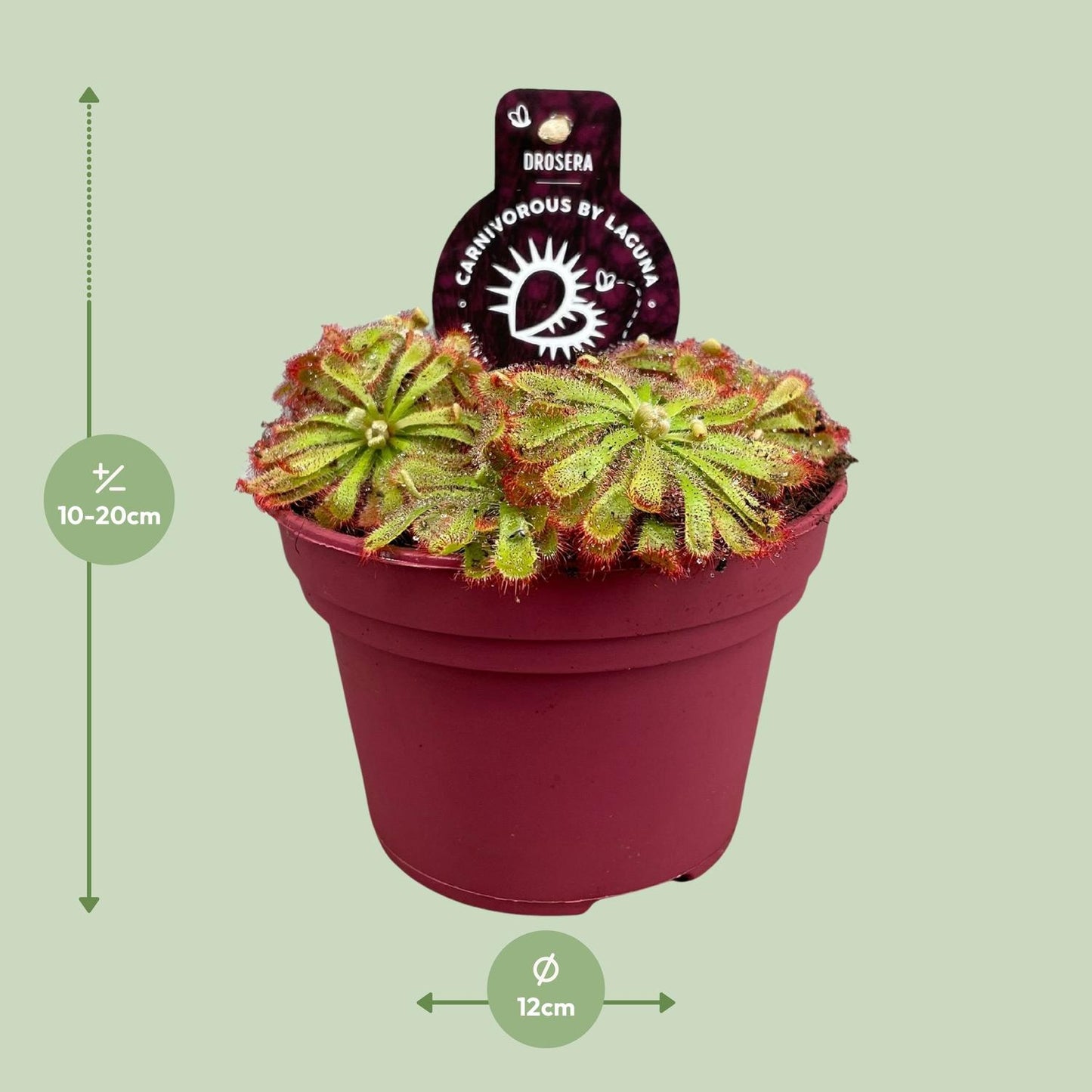 Drosera Aliciae - Ø12cm - ↕12cm bei Pflanzfix24.de - Pflanzfix24.de