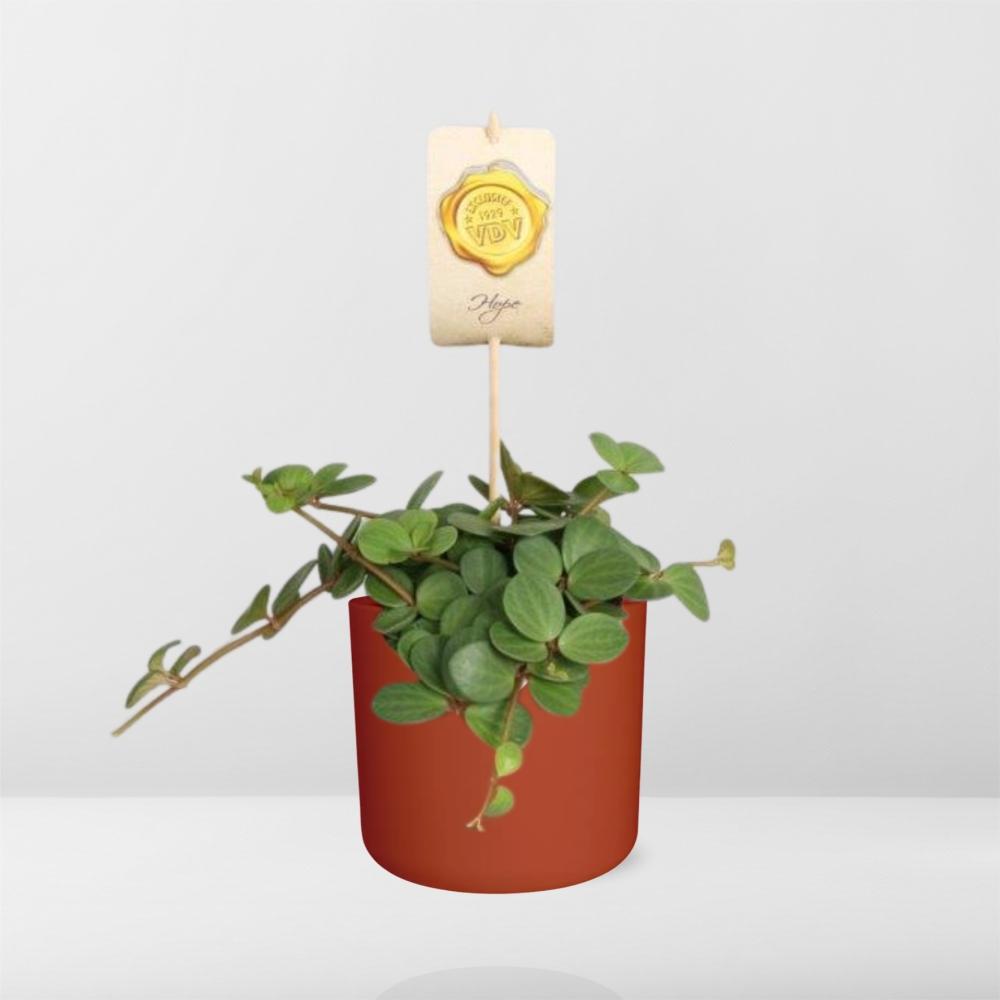Peperomia ‘Hope’ in ELHO b.for soft rond 14cm brique - Pflanzfix24