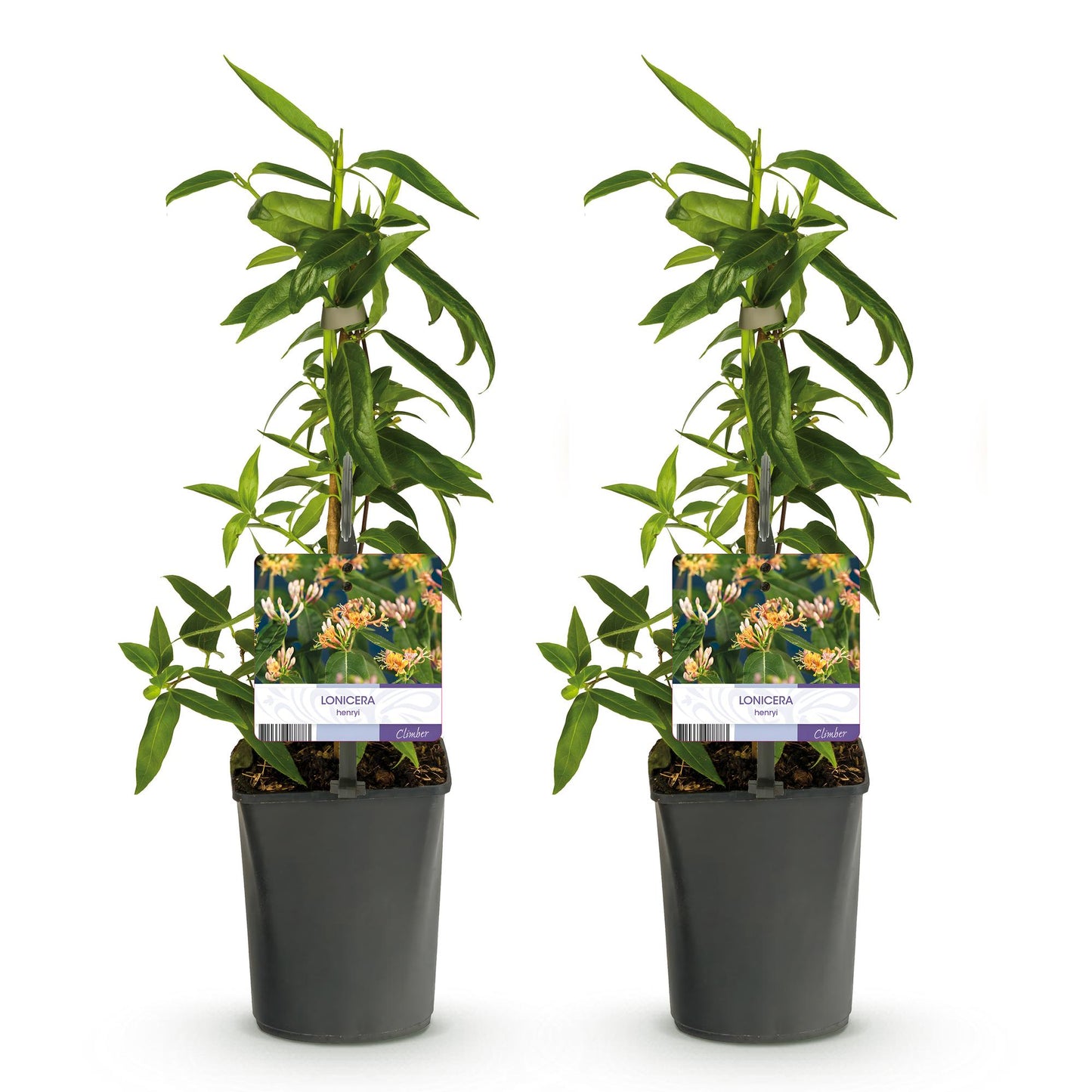 Pflanzfix24.de - Geißblatt - Lonicera henryi - Blüte Rosa - 2 Pflanzen - Topf 11cm - Pflanzfix24.de