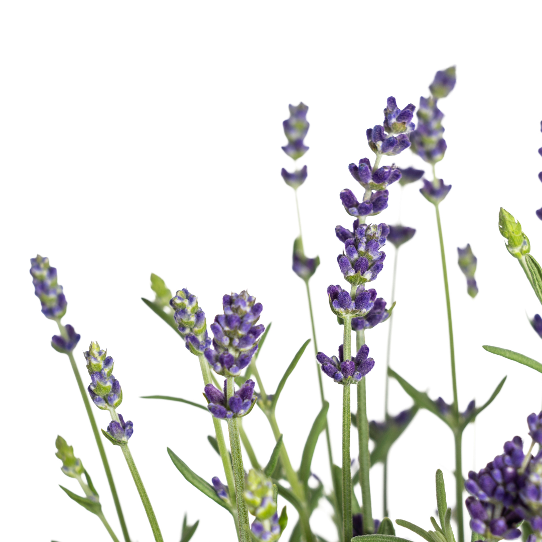 8x Lavandula angustifolia Ø13cm - ↕30 - 40cm - Pflanzfix24.de - Pflanzfix24.de