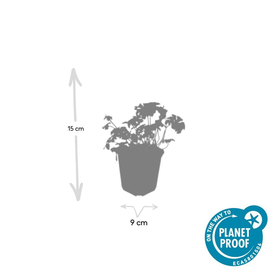 20er-Set Geranium cant. 'Cambridge' von Pflanzfix24.de - ↕10-25cm - Ø9cm - Pflanzfix24.de