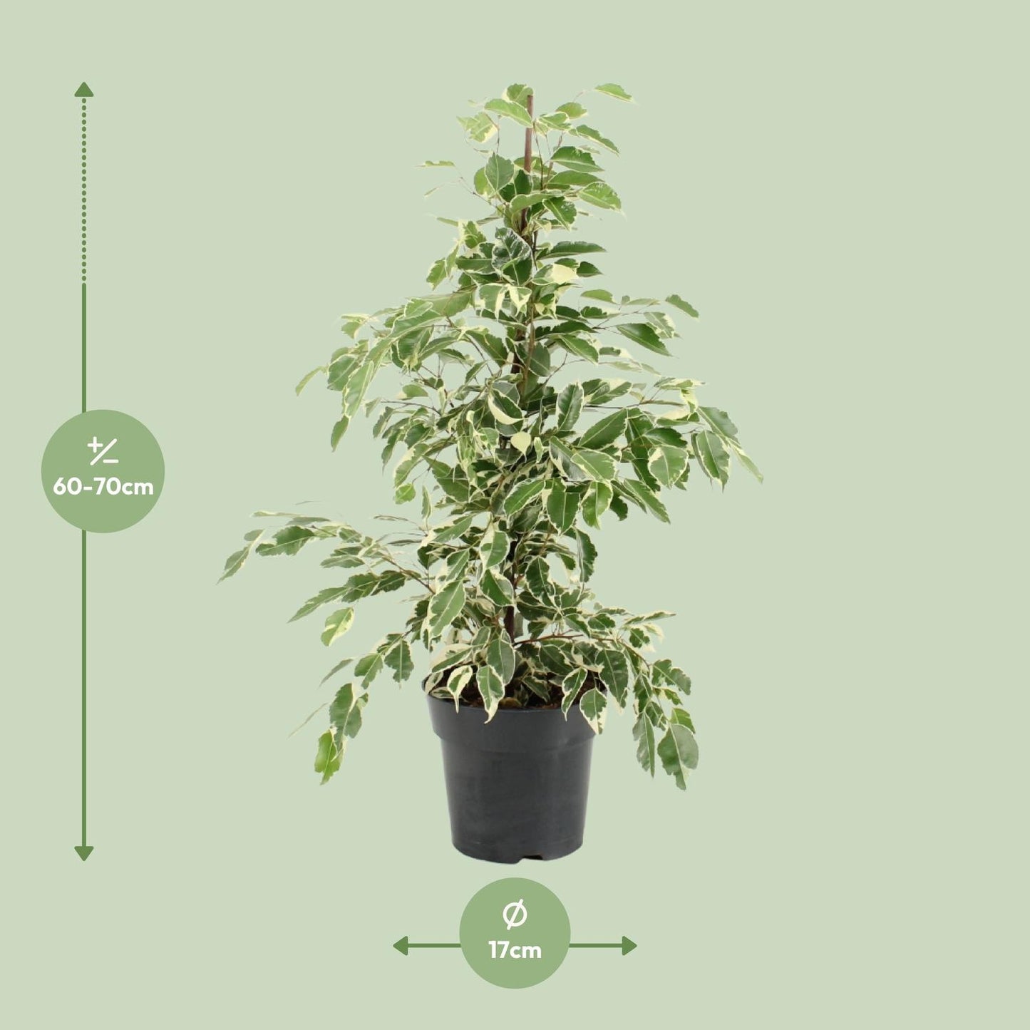 Ficus Benjamina Twilight - Ø17cm - ↕70cm - Pflanzfix24