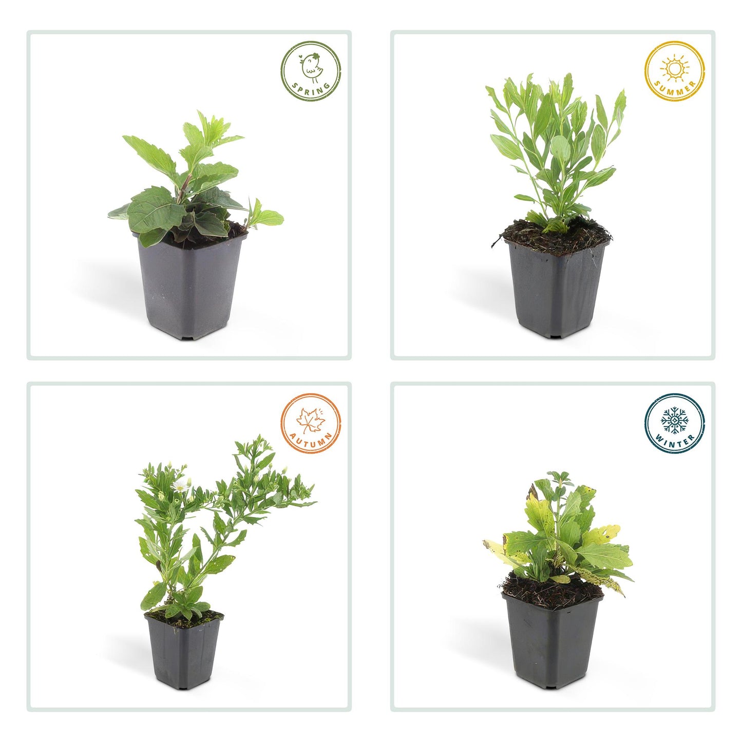 12x Aster ageratoides 'Ashvi' – Weiße Herbstaster | Pflanzfix24.de - Pflanzfix24.de