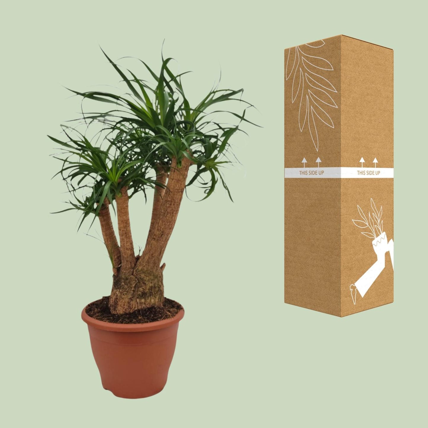 Beaucarnea Nolina - Ø26cm - ↕75cm - Pflanzfix24