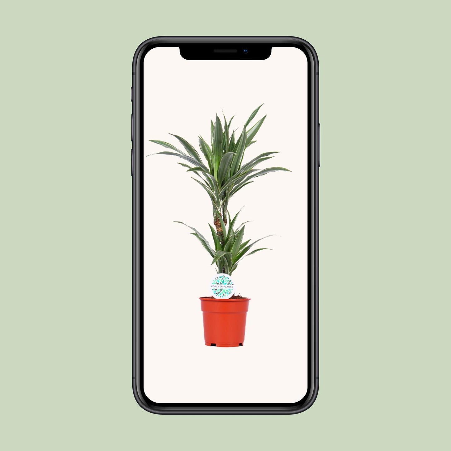 Dracaena Warneckei - Ø17cm - ↕65cm - Pflanzfix24