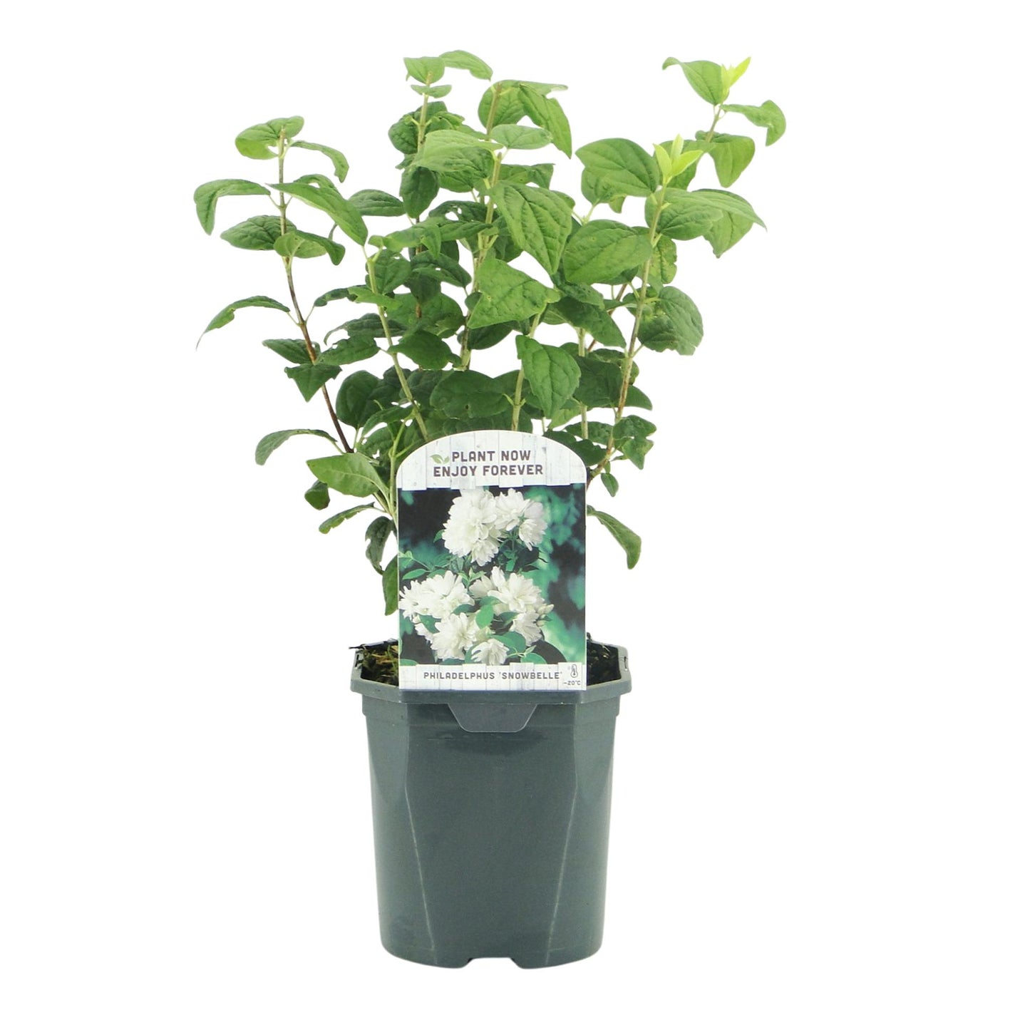 Pflanzfix24 - Philadelphus Snowbelle - Weiße Blüten - 1 Pflanze - Laubabwerfend - Topf 17cm