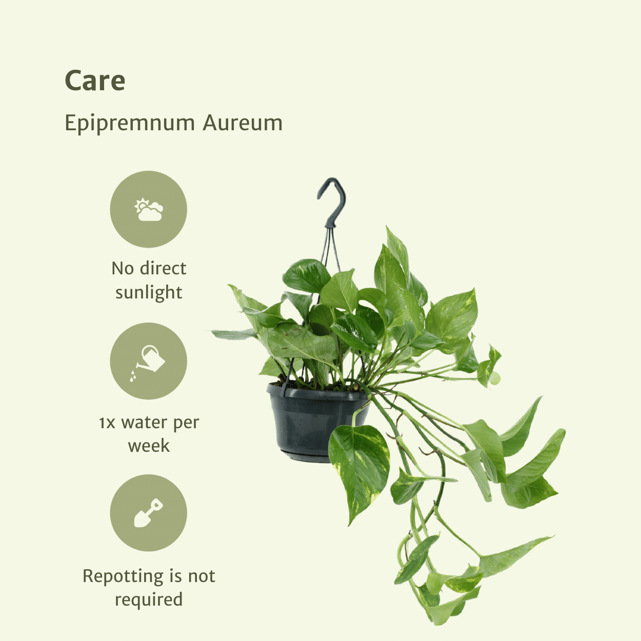 2x Epipremnum Aureum - Scindapsus - 25cm - ø15 - Pflanzfix24.de - Pflanzfix24.de