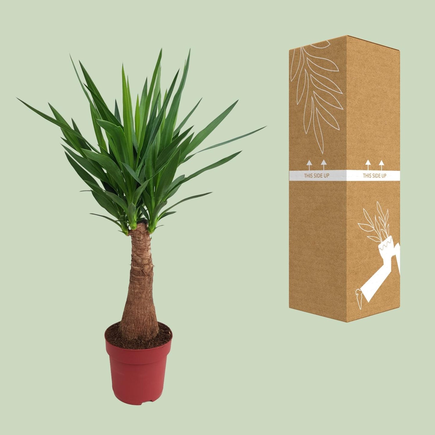 Yucca Maya Tree Ø21cm – 100cm hoch | Pflanzfix24.de - Pflanzfix24.de