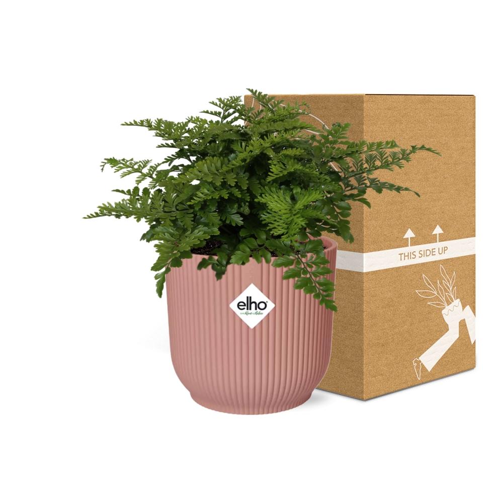 Asplenium Parvati in ELHO Vibes Fold 14cm – Farnkraut | Pflanzfix24