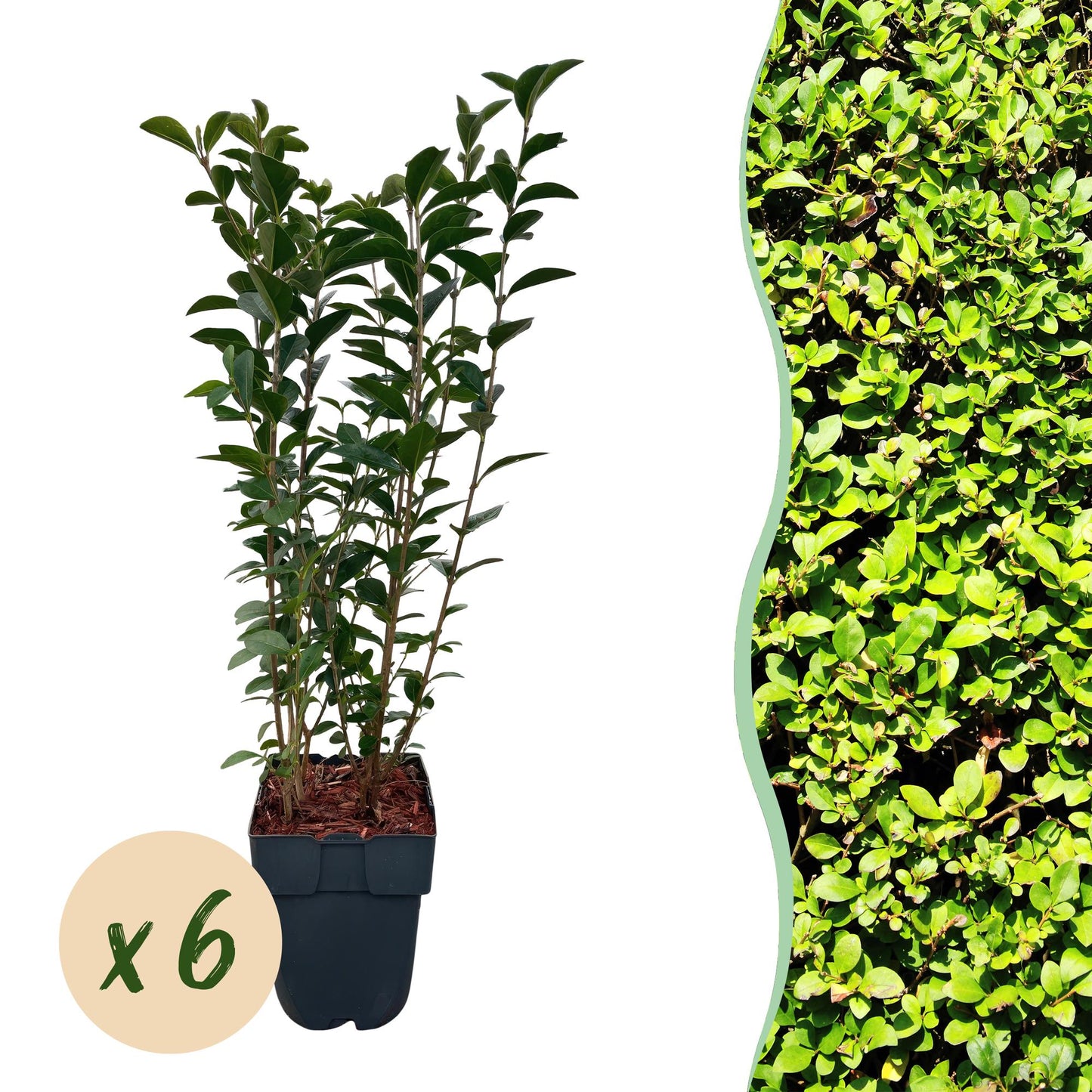 GreenboutiQ - Ligustrum ovalifolium Heckenpflanzen - 6 Pflanzen - Pflanzfix24.de - Pflanzfix24.de