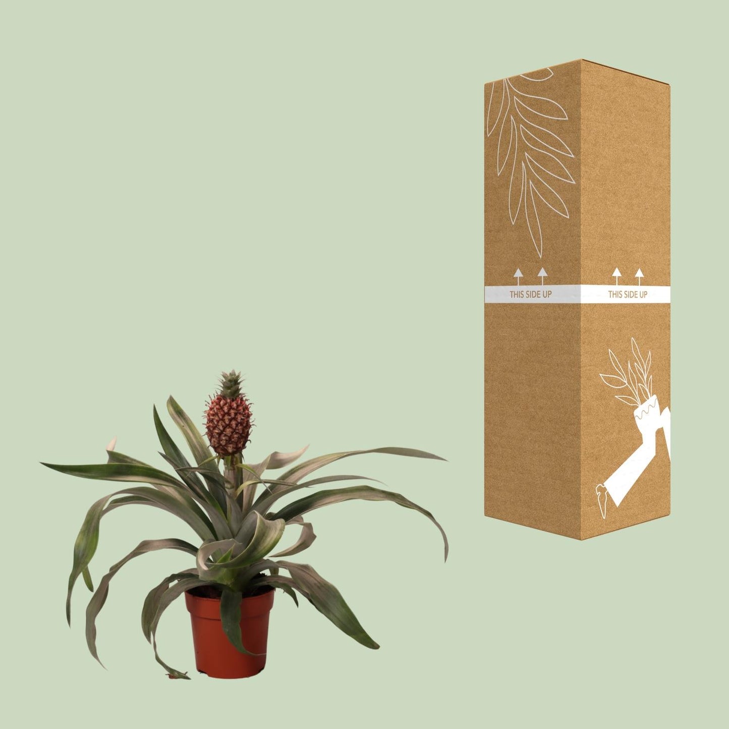 Ananas Rosita - Ø12cm - ↕35cm - Pflanzfix24