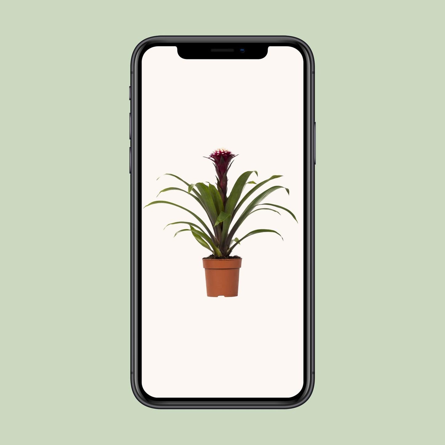 Guzmania Fransesca - Ø12 ↕45 | Pflanzfix24
