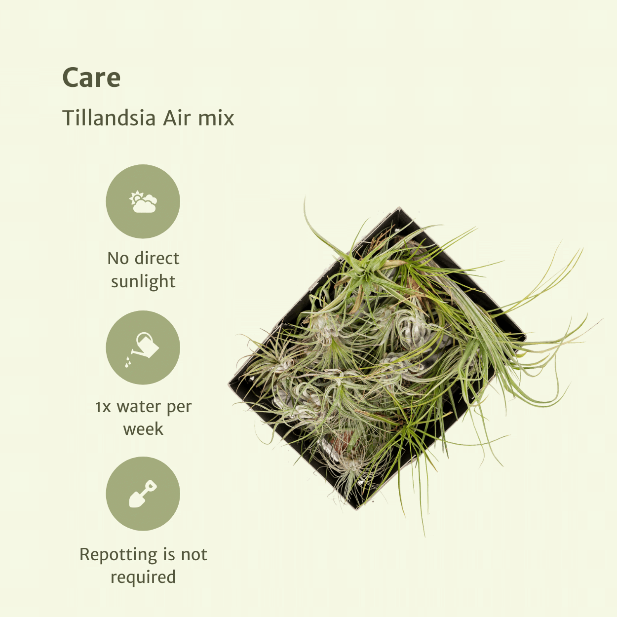 Tillandsia Air Mix - 20 Stück - 6cm - ø6 - Pflanzfix24